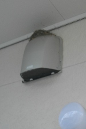 換気扇フードの燕の巣