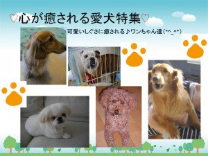 心が癒される愛犬特集♡